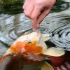 imageTetraPond Variety Blend Pond Fish Food for Goldfish and Koi Yellow 225 Pound Pack of 1132 Pound Pack of 1