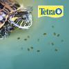 imageTetra TetraFauna PRO ReptoMin Pro Sticks Adult Turtle Formula Daily Diet for Aquatic Turtles 811 ozBaby Turtle