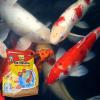 imageTetraPond Koi Vibrance Soft Sticks Easy to Digest Floating Pond Food 518 lbs518 Pound Pack of 1